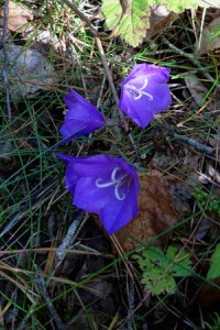 Unter all den Zweigen gibt es Blumen