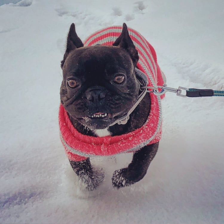 Lilo liebt Schnee